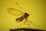 Detailed Fossil Caddisfly and Two Flies in Baltic Amber #128294-2